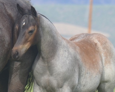 RT Rey Baby Blue Weanling Filly - 2