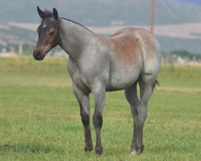 RT Rey Baby Blue Weanling Filly - 3