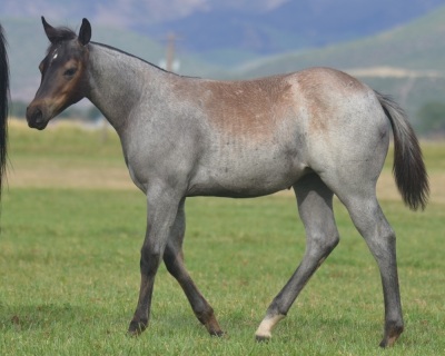 RT Rey Baby Blue Weanling Filly - 4