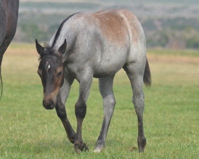 RT Rey Baby Blue Weanling Filly - 5