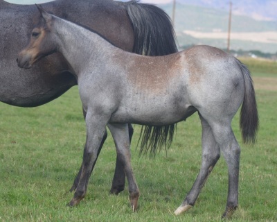 RT Rey Baby Blue Weanling Filly - 6
