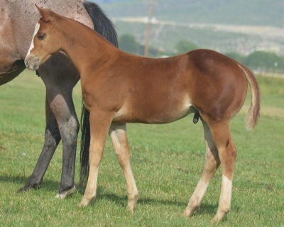 RT Stunner Weanling Colt