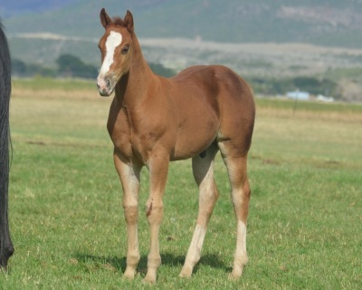 RT Stunner Weanling Colt - 3