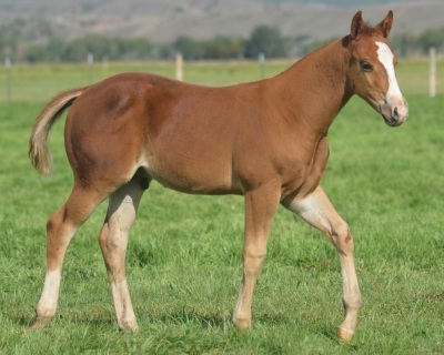 RT Stunner Weanling Colt - 2