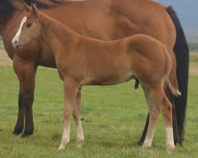 Okies Del Cielo Weanling Colt
