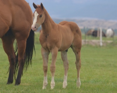 Okies Del Cielo Weanling Colt - 2