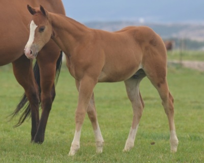 Okies Del Cielo Weanling Colt - 3