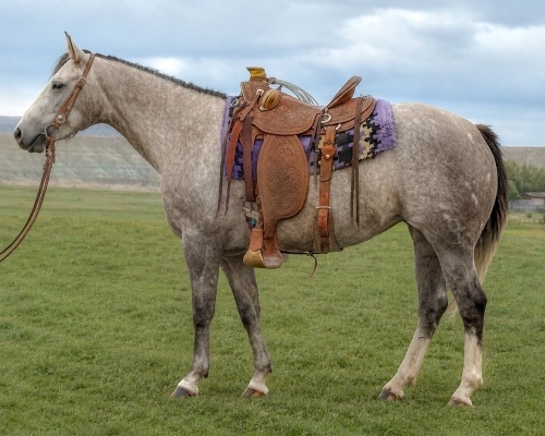 Miss Hopes Star 3 Year Old Mare
