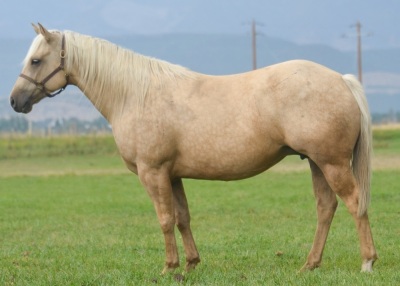 DP Show Me Catty Weanling Filly - 4