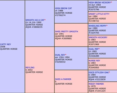DP Show Me Catty Weanling Filly - 7