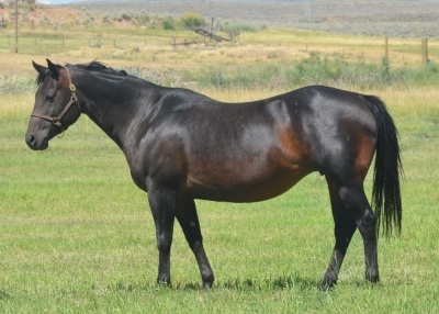 DP Golden Sun Weanling Filly - 5