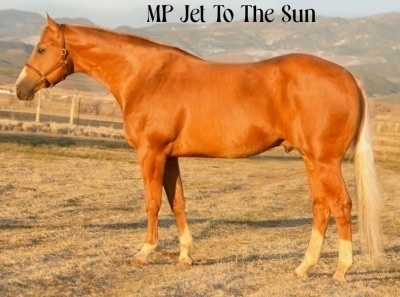 DP Golden Sun Weanling Filly - 4