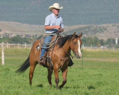 Eyesa Dreamy Cat 6 Year Old Mare - 2