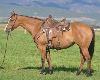Eyesa Dreamy Cat 6 Year Old Mare