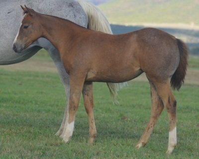 Baby Doll Can Shoot Weanling Filly