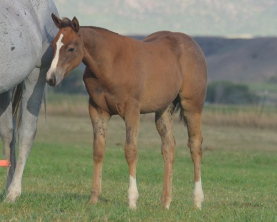 Baby Doll Can Shoot Weanling Filly - 2