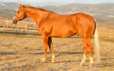 RT A Tru Stingtray Weanling Filly - 7