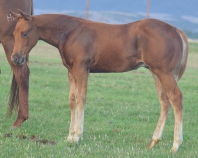 RT This Catt Pays Weanling Colt