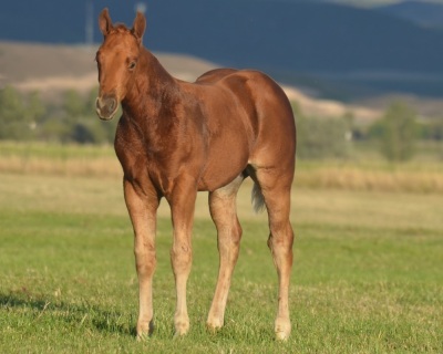 RT This Catt Pays Weanling Colt - 2