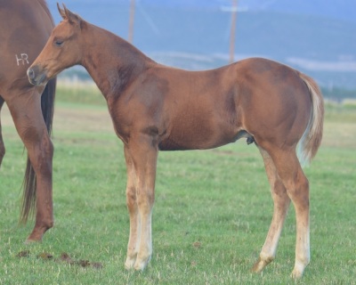 RT This Catt Pays Weanling Colt - 3