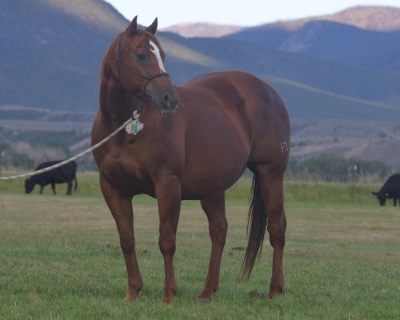 RT This Catt Pays Weanling Colt - 6