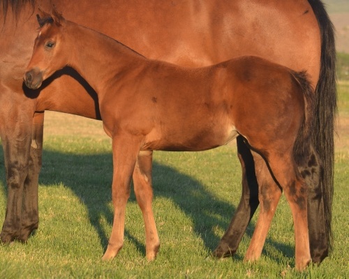 RT Show Me Fancy Weanling Filly