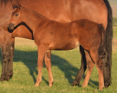 RT Show Me Fancy Weanling Filly