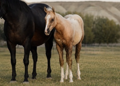 DP Golden Sun Weanling Filly - 2