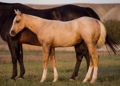 DP Golden Sun Weanling Filly