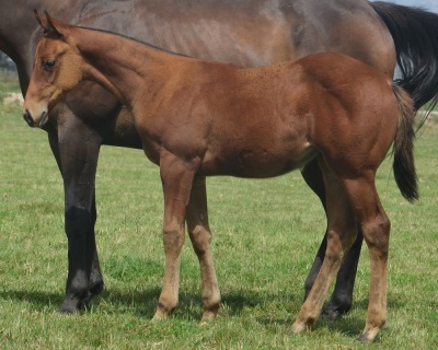RT Miss First Down Weanling Filly