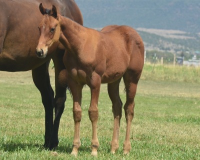 RT Miss First Down Weanling Filly - 2