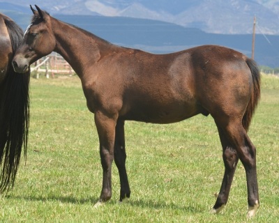 Badboonarising X Scoots Peptolena