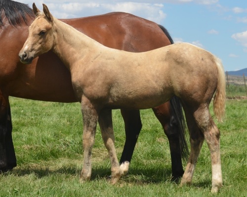 MP Jet To The Sun X Irish Willow Weanling Filly