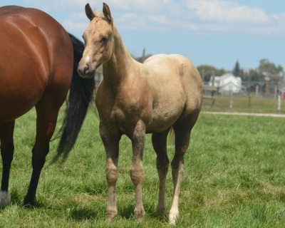MP Jet To The Sun X Irish Willow Weanling Filly - 2