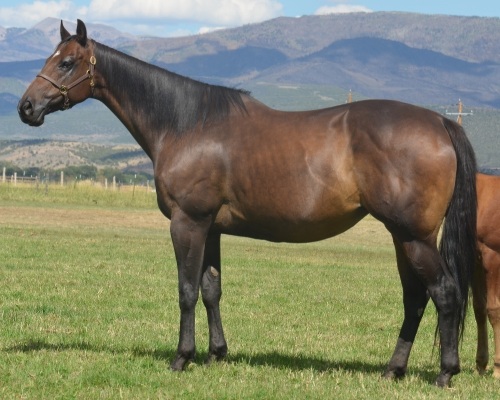 No House Rules Here Broodmare
