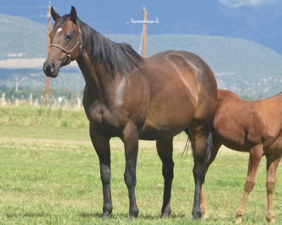 No House Rules Here Broodmare - 2