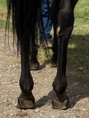 No House Rules Here Broodmare - 6