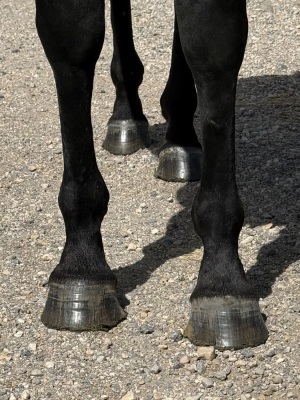 No House Rules Here Broodmare - 7