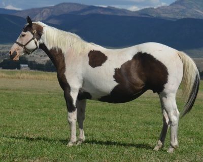 A Tru Party Girl Broodmare