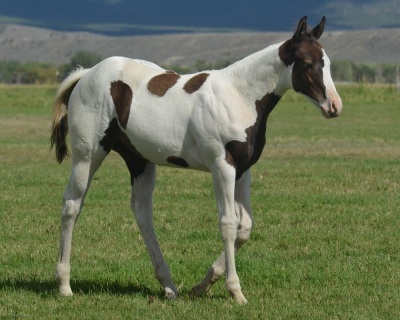 RT A Tru Stingtray Weanling Filly - 4