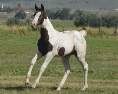 RT A Tru Stingtray Weanling Filly - 5