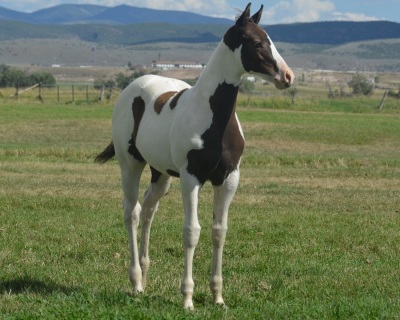 RT A Tru Stingtray Weanling Filly - 6