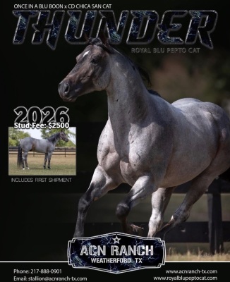 No House Rules Here Broodmare - 5