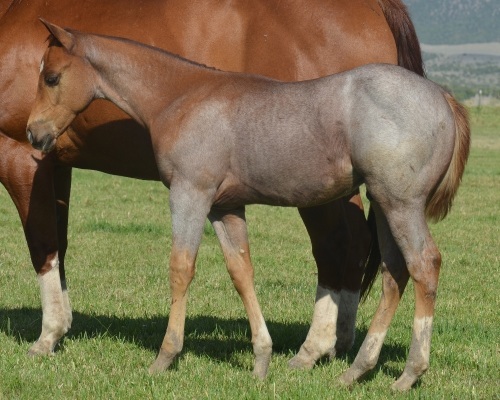 Pride Eyed Weanling Colt