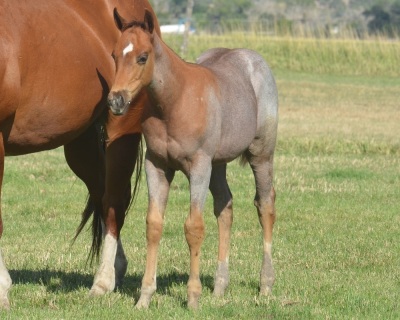 Pride Eyed Weanling Colt - 2