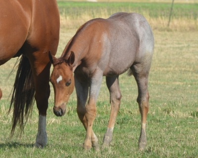 Pride Eyed Weanling Colt - 3