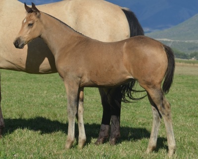 RT Miss Plain Catty Weanling Filly