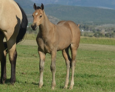 RT Miss Plain Catty Weanling Filly - 2