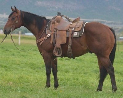 Show Me A Rooster 2 Year Old Gelding