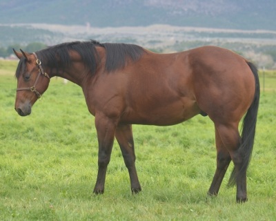 Show Me A Rooster 2 Year Old Gelding - 2